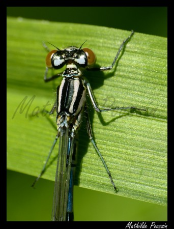 Agrion à larges pattes - Platycnemis pennipes